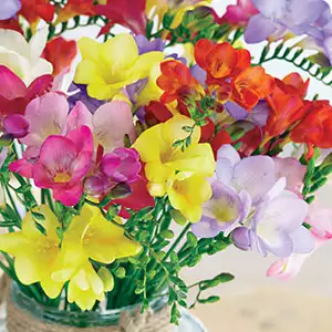 Freesia Hadeco Mixed Freesia Hadeco Mixed