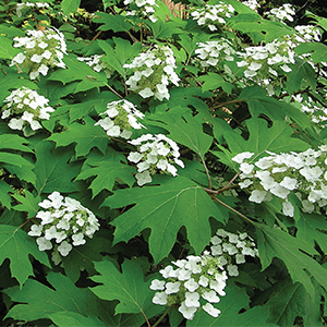 Hydrangea Snowflake Hydrangea Snowflake