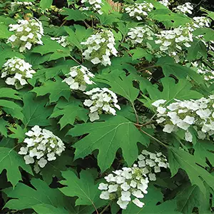 Hydrangea Snowflake Hydrangea Snowflake