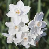 Jonquil Pollys Pearl Jonquil Pollys Pearl