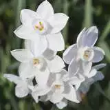 Jonquil Pollys Pearl Jonquil Pollys Pearl