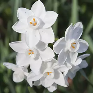 Jonquil Pollys Pearl Jonquil Pollys Pearl