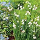 Leucojum Gravetye Giant - Garden Express Australia