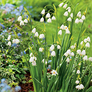 Leucojum Gravetye Giant Leucojum Gravetye Giant