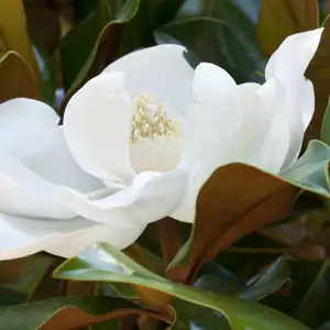 Magnolia Little Gem 140mm Magnolia Little Gem 140mm