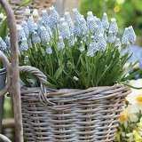 Grape Hyacinth Valerie Finnis Grape Hyacinth Valerie Finnis