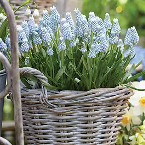 Grape Hyacinth Valerie Finnis Grape Hyacinth Valerie Finnis