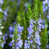 Rosemary Tuscan Blue 50mm Rosemary Tuscan Blue 50mm