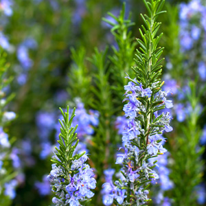 Rosemary Tuscan Blue 50mm Rosemary Tuscan Blue 50mm