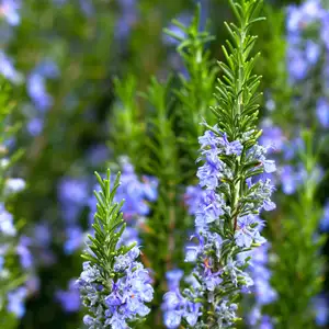 Rosemary Tuscan Blue 50mm Rosemary Tuscan Blue 50mm