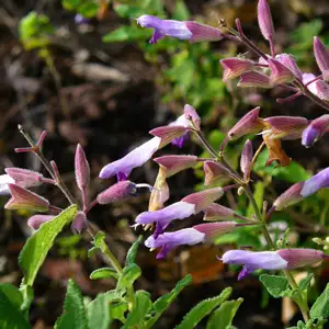 Salvia Semiatrata 50mm