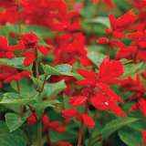Salvia Splendens Van Houttei Salvia Splendens Van Houttei