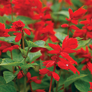 Salvia Splendens Van Houttei Salvia Splendens Van Houttei