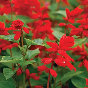Salvia Splendens Van Houttei Salvia Splendens Van Houttei