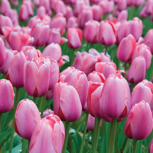 Planting Stock Tulip Pink Planting Stock Tulip Pink