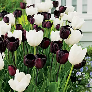 Tulip Black & White Blend Tulip Black & White Blend