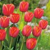 Tulip Ad Rem Tulip Ad Rem