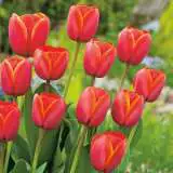 Tulip Ad Rem Tulip Ad Rem
