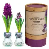 Vb Hyacithvase Burgundy - Garden Express Australia
