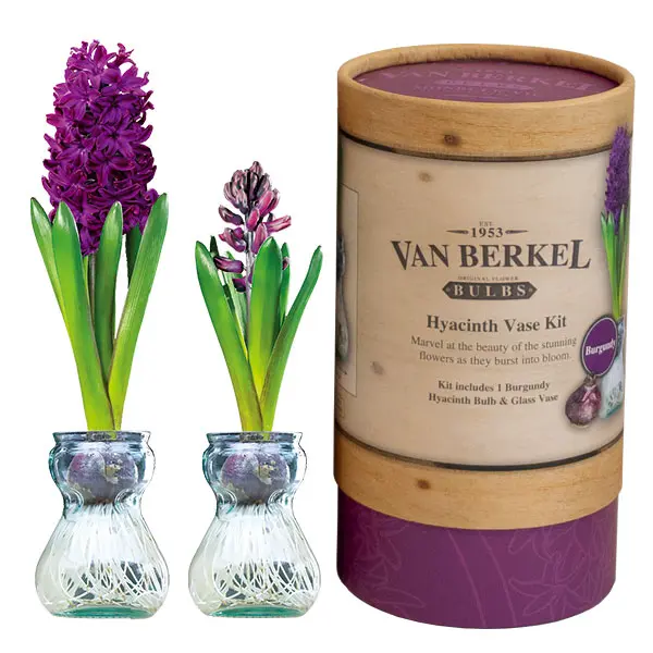Hyacinth Vase Kit Burgundy Hyacinth Vase Kit Burgundy