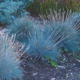 Blue Fescue 07 - Garden Express Australia