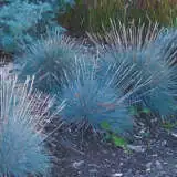 Blue Fescue 07 - Garden Express Australia