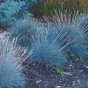 Starter Pack – Blue Fescue Elijah Blue Starter Pack – Blue Fescue Elijah Blue