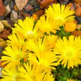 Pigface Yellow Pplpfayel - Garden Express Australia