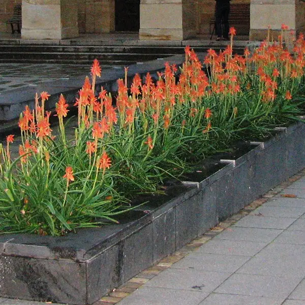 Aloe Topaz (pbr) Aloe Topaz (pbr)