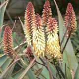 Aloe Ivory Dawn 16 - Garden Express Australia