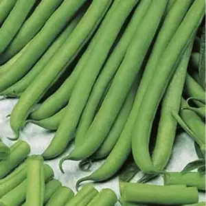 Seed – Dwarf Bean Brown Beauty Seed – Dwarf Bean Brown Beauty