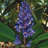 Blue Ginger