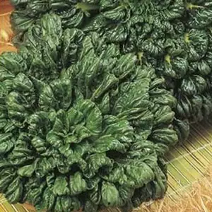 Seed – Bok Choi Seed – Bok Choi