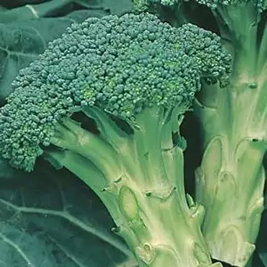 Seed – Broccoli Italian Sprouting Seed – Broccoli Italian Sprouting