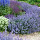 Catmint Walkers Low 16 - Garden Express Australia