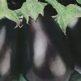 Eggplant Black Beauty - Garden Express Australia