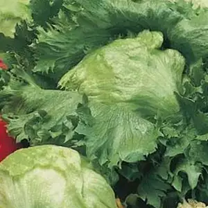 Seed – Lettuce Iceberg Seed – Lettuce Iceberg