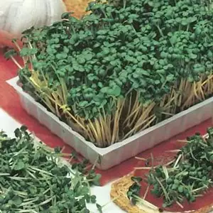 Seed – Mustard White Seed – Mustard White