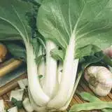 Pak Choi - Garden Express Australia