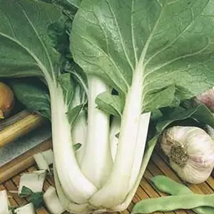 Seed – Pak Choi Seed – Pak Choi