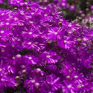 Colourful Foliage Plants For Your Garden Colourful Foliage Plants For Your Garden