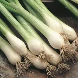 Seed – Spring Onion White Lisbon Seed – Spring Onion White Lisbon