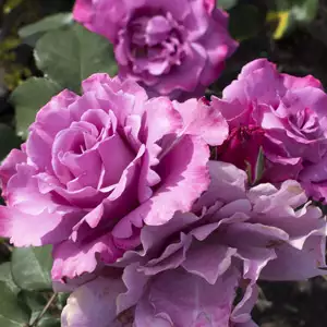 Rose Angel Face Rose Angel Face
