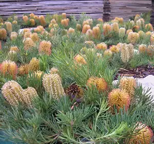 Banksia Birthday Candles (Pbr) 50mm Banksia Birthday Candles (Pbr) 50mm