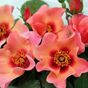 Rose For Your Eyes Only Rose For Your Eyes Only