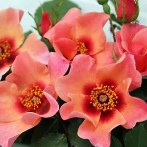 Rose For Your Eyes Only Rose For Your Eyes Only
