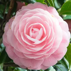 Camellia Ave Maria Camellia Ave Maria
