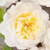 What is a David Austin Rose? David Austin Troilu16 - Garden Express Australia