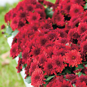 Garden Mum Chrysanthemum- Monza Red Garden Mum Chrysanthemum- Monza Red
