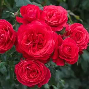 Rose Gift Of Friendship Rose Gift Of Friendship